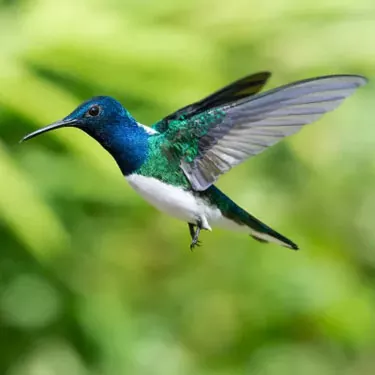 Mikä on hummingbirdin levinneisyys?