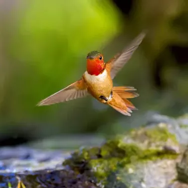 Mitkä ovat hummingbird-lajit?