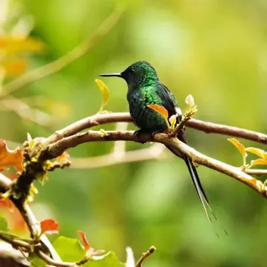 Mitkä ovat ainutlaatuisia ruokaresursseja hummingbirdille kaupunkipuistoissa ja puutarhoissa?