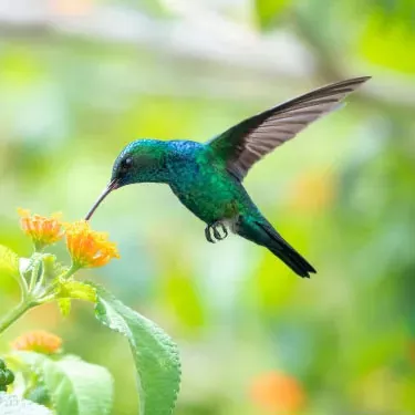 Miten hummingbirdin ravinnonlähde liittyy heidän elinympäristönsä valintaan?