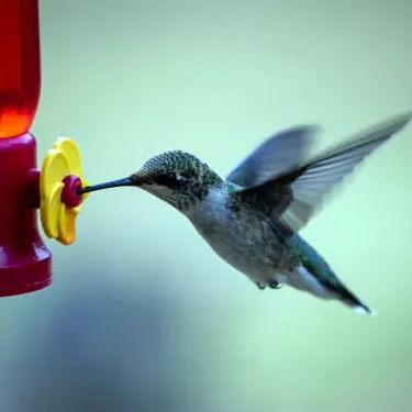 Mitä eroja on eri kolibrilajien ravinnonlähteissä?