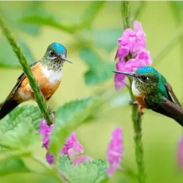 Vaikuttaako kolibrin syöttölaitteen väri kolibrin houkuttelevuuteen?