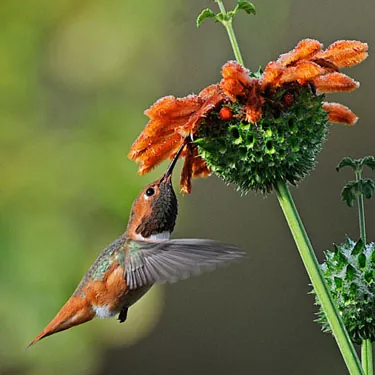 Hummingbird syöttölaitteen esittely?