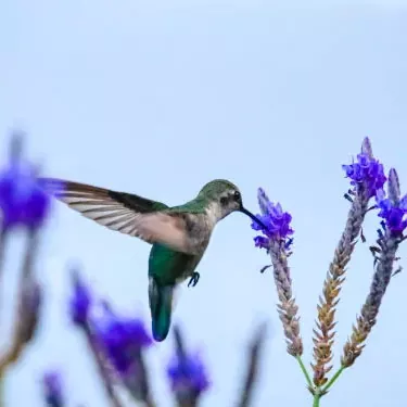 Mitkä tekijät vaikuttavat kolibrin lisääntymiskykyyn?