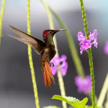 Mikä on hummingbirdin ekologinen merkitys?